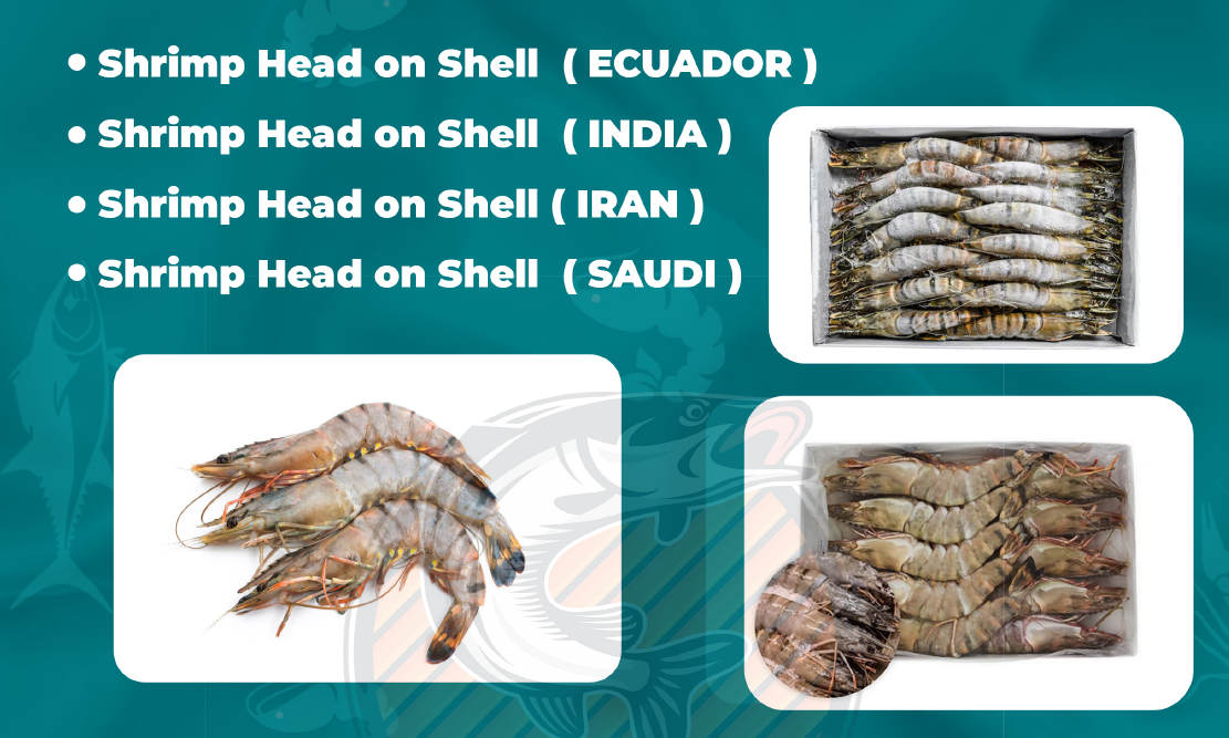 Best quality shrimp in qatar|Sakkys seafood|