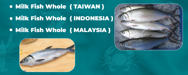 Milk Fish<br />
Sakkys qatar